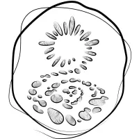 Garden Path Fermentation logo